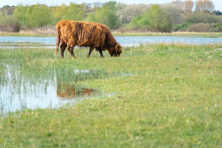 Highlander cow going for a swim in the lake. Wassenaar, The Netherlands.の写真素材