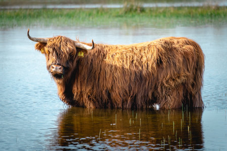 Highlander cow going for a swim in the lake. Wassenaar, The Netherlands.の写真素材