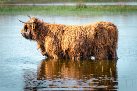 Highlander cow going for a swim in the lake. Wassenaar, The Netherlands.の写真素材