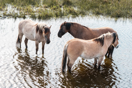 Wild horses in the dunes of Wassenaar, The Netherlands.