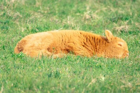 Calf enjoy the sun in the dunes of Wassenaar, The Netherlands.の写真素材
