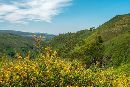 Beautiful green valley at Albergaria da Serra, Portugal.の写真素材