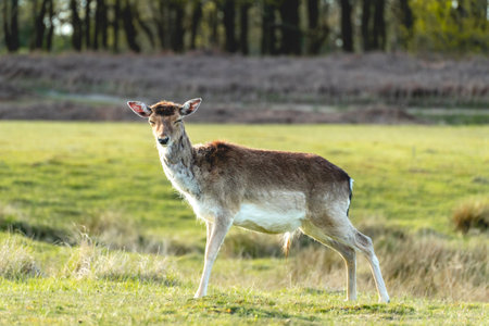 Fallow deer in the national park Amsterdamse waterleidingduinen, The Netherlands.の写真素材