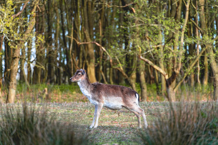 Fallow deer in the national park Amsterdamse waterleidingduinen, The Netherlands.の写真素材
