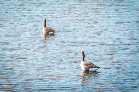 A pair of gray geese swimming in the water on a sunny day.の写真素材