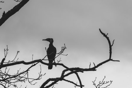 Cormorant sitting on a branch in Wassenaar, The Netherlands.の写真素材