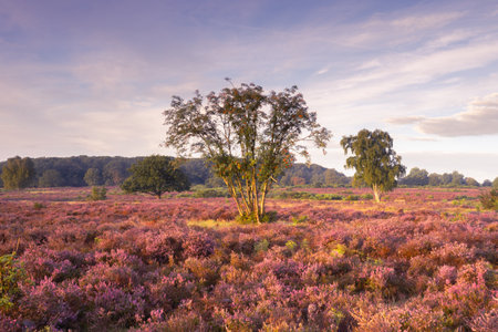 Heathland at sunrise in summer with trees and heather flowers