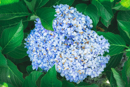 Hydrangea macrophylla, Hydrangea macrophyllaの写真素材