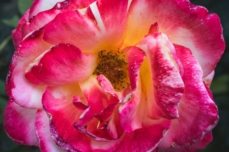 Pink and white rose with water droplets on petals close upの写真素材