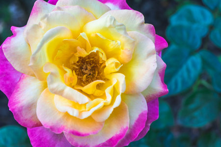 Yellow and pink rose in the garden, close-up of flowersの写真素材