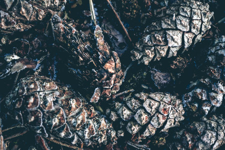Close up photo from Frozen Pine cones on the ground in the Dutch forest. Oisterwijk, The...