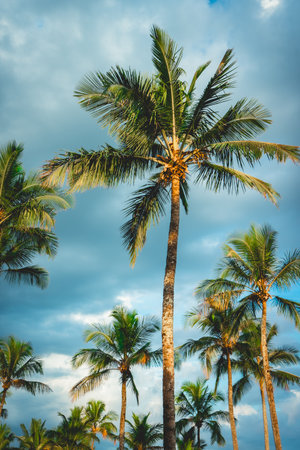 Palm trees with a cloudy sky in the background. Bertioga, Sao Paulo, Brazil.の写真素材