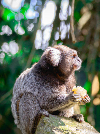Sagui monkey in the wild eating a piece of banana, in the countryside of SÃ£o Paulo Brazil.の写真素材