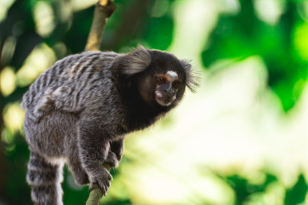 close up from a Sagui monkey in the wild, in the countryside of SÃ£o Paulo Brazil.の写真素材