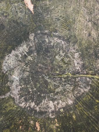 Abstract background from a tree intersection. with lots of moss.