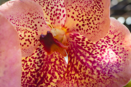 Beautiful orange orchids in the Botanical Garden in SÃ£o Paulo, Brazil.の写真素材