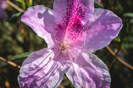 Beautiful pink and purple flowers, at the Botanic Garden in SÃ£o Paulo, Brazil.