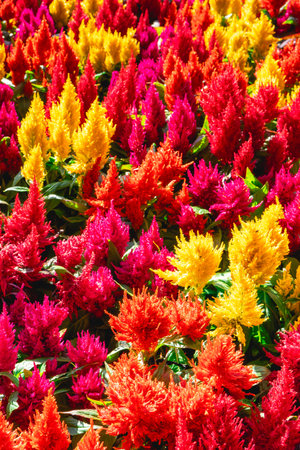A full frame of yellow, Orange and red flowers, in the Botanical garden in SÃ£o Paulo...