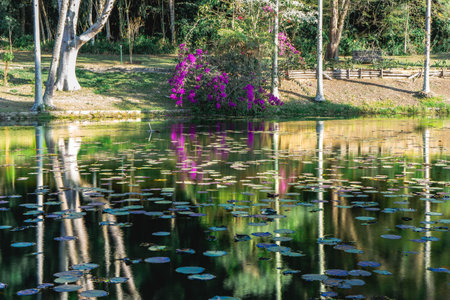 Purple leaves reflected in the lake, at the Jardim Botanic Garden in SÃ£o Paulo, Brazil.の写真素材