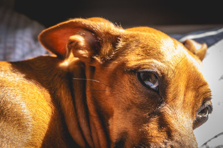 A brown small mix raced dog laying down on bed and enjoying the sunlight in her face.Lazy pets. Sao Paulo, Brazil.の写真素材