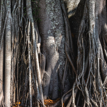 A big old tree with a lot of roots.の写真素材