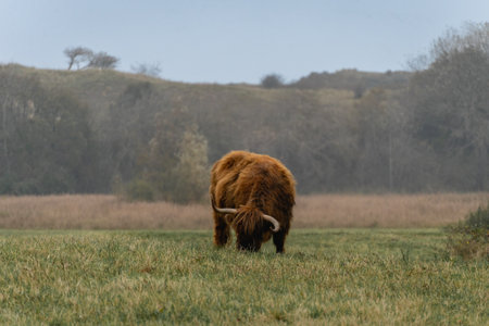 Portrait of a highlander cow, in Wassenaar, The Netherlands.
