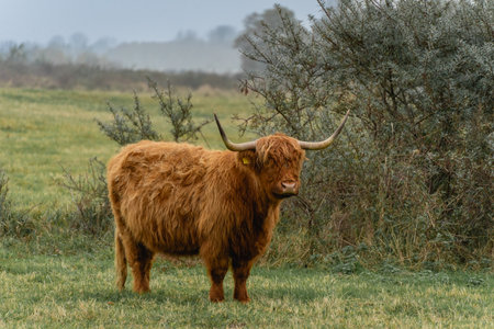 Portrait of a highlander cow, in the National Park in Wassenaar, The Netherlands.の写真素材