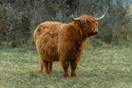 Portrait of a highlander cow, in the National Park Lentevreugd in Wassenaar, The Netherlands.