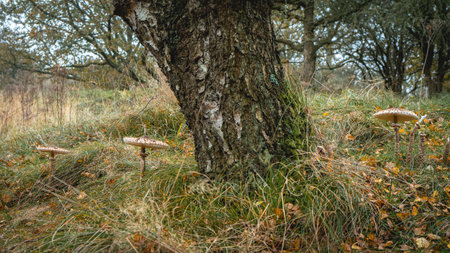 Parasol mushroom in the wild. In the National Park in De Zilk, The Netherlands.の写真素材
