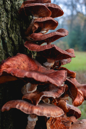 Close up from a bunch of Mushrooms growing on a tree at Autumn. In a forest in The Netherlands.の写真素材