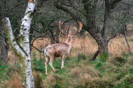 Fallow deer in the national park Amsterdamse waterleidingduinen, The Netherlands.の写真素材