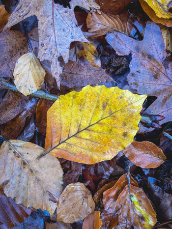 A leaf with autumn colors.の写真素材