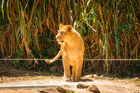 A beautiful female lion.の写真素材