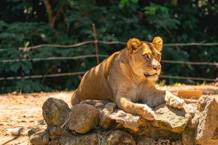 A beautiful female lion laying down in the sun.の写真素材