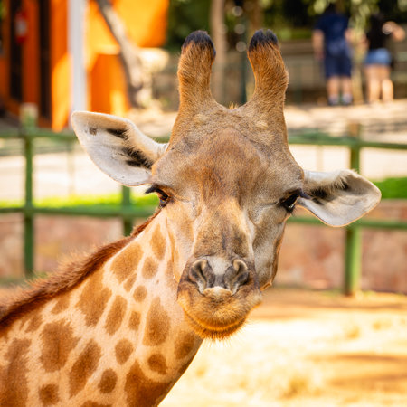 A close up portrait of a Giraffe.の写真素材