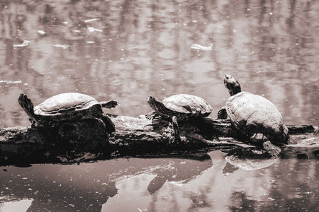 A bunch of small turtles sitting on a tree trunk in the lake.の写真素材
