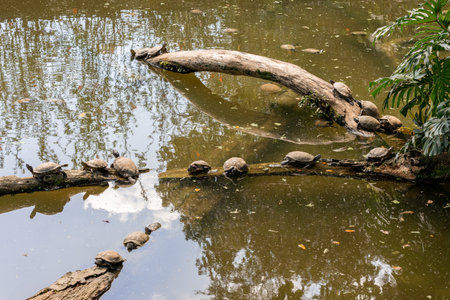 A bunch of small turtles sitting on a tree trunk in the lake, of the Sao Paulo Zoo in Brazil.の写真素材