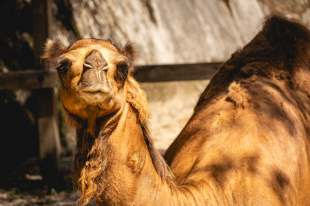 Close up from a Camelの写真素材