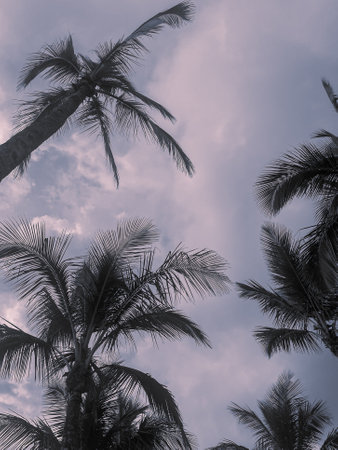 View under the palm trees.の写真素材