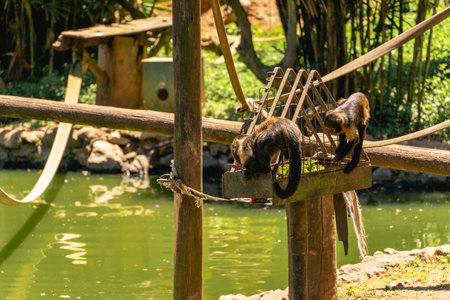 A playground for monkeys, at the Zoo of Sao Paulo, Brazil.の写真素材