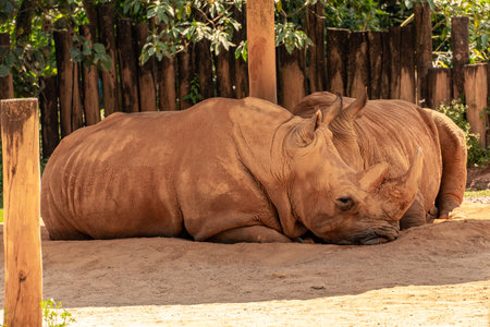 Two rhinos laying down in the shadow. In the Sao Paulo Zoo in Brazil.の写真素材