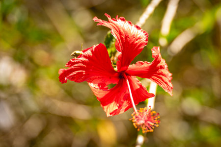 A red flower, in at the Jardim park in Sao Paulo, Brazil.の写真素材