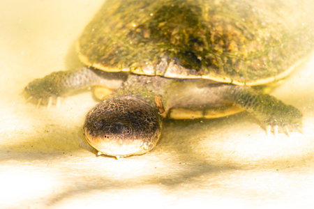 A small turtle swimming in the water.の写真素材