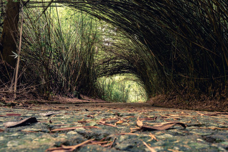 Beautiful path with a tunnel of Bambu. In the Jardim Botanic Garden in Sao Paulo, Brazil.の写真素材