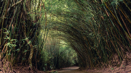 Beautiful path with a tunnel of Bambu. In the Jardim Botanic Garden in Sao Paulo, Brazil.の写真素材