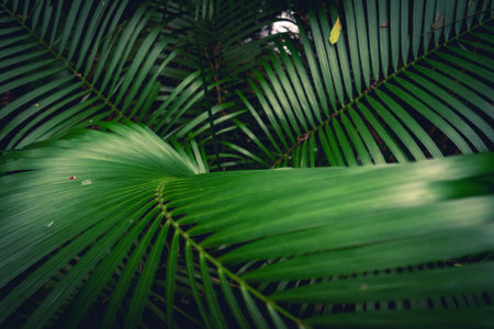 Close up from tropical palm leaves.