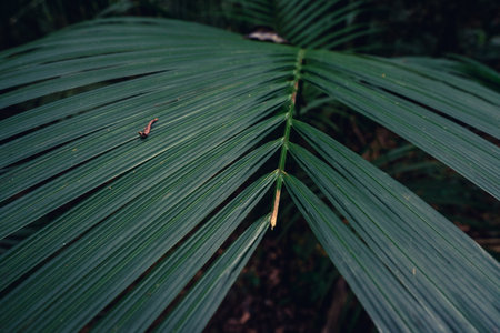 Close up from tropical palm leaves. at the Jardim Botanical garden in Sao Paulo. Brazil.の写真素材