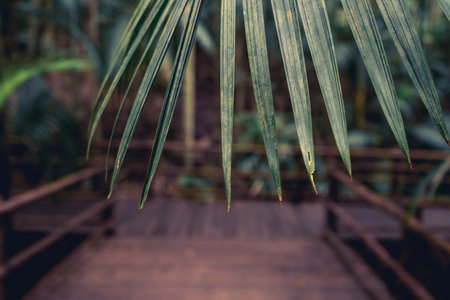 A wooden hiking trail in the tropical garden. Jardim Botanic Garden, Sao Paulo, Brazil.の写真素材