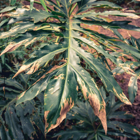 Close up from tropical palm leaves. at the Jardim Botanical garden in Sao Paulo. Brazil.の写真素材