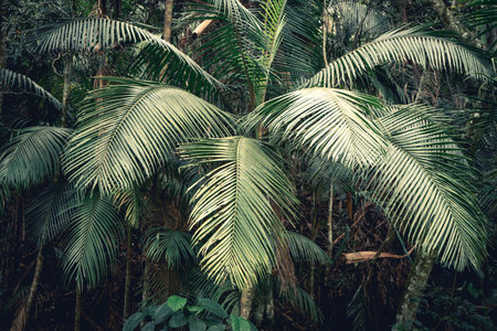 Close up from tropical palm leaves. at the Jardim Botanical garden in Sao Paulo. Brazil.の写真素材